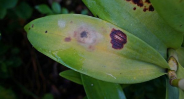 Bílé skvrny na listech orchidejí - příčiny a léčba